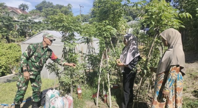 Dukung Ketahanan Pangan Warga, Babinsa Kuta Ateuh Salurkan Pupuk Kandang dan Lakukan Pendampingan