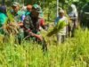 Sinergi Lintas Sektor: TNI, Polri, Akademisi, dan Distan Panen Perdana Padi Gogo di Krueng Raya
