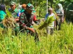 Sinergi Lintas Sektor: TNI, Polri, Akademisi, dan Distan Panen Perdana Padi Gogo di Krueng Raya