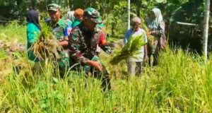 Sinergi Lintas Sektor: TNI, Polri, Akademisi, dan Distan Panen Perdana Padi Gogo di Krueng Raya