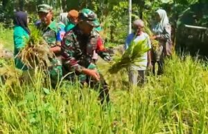 Sinergi Lintas Sektor: TNI, Polri, Akademisi, dan Distan Panen Perdana Padi Gogo di Krueng Raya