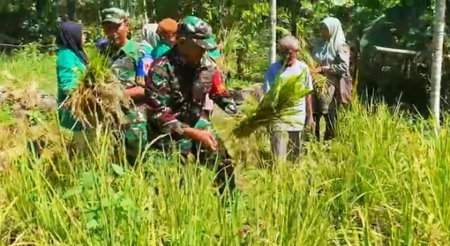 Sinergi Lintas Sektor: TNI, Polri, Akademisi, dan Distan Panen Perdana Padi Gogo di Krueng Raya