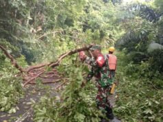Pohon Bayur Tumbang Akibat Angin dan Hujan Gerimis, Akses Jalan Balohan–Aneuk Laot Sempat Terganggu