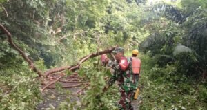 Pohon Bayur Tumbang Akibat Angin dan Hujan Gerimis, Akses Jalan Balohan–Aneuk Laot Sempat Terganggu