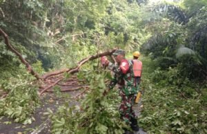 Pohon Bayur Tumbang Akibat Angin dan Hujan Gerimis, Akses Jalan Balohan–Aneuk Laot Sempat Terganggu
