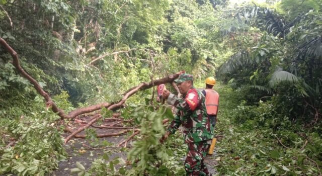 Pohon Bayur Tumbang Akibat Angin dan Hujan Gerimis, Akses Jalan Balohan–Aneuk Laot Sempat Terganggu
