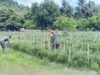 Dampingi Petani Cabai Merah, Babinsa Cot Ba’U Dorong Ekonomi Warga Makin Berkembang