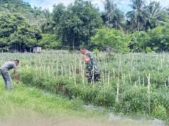 Dampingi Petani Cabai Merah, Babinsa Cot Ba’U Dorong Ekonomi Warga Makin Berkembang