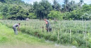 Dampingi Petani Cabai Merah, Babinsa Cot Ba’U Dorong Ekonomi Warga Makin Berkembang