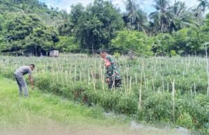 Dampingi Petani Cabai Merah, Babinsa Cot Ba’U Dorong Ekonomi Warga Makin Berkembang