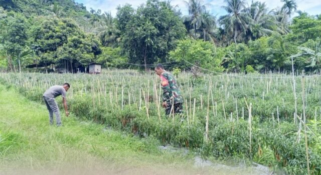 Dampingi Petani Cabai Merah, Babinsa Cot Ba’U Dorong Ekonomi Warga Makin Berkembang