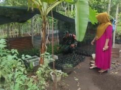 Babinsa Krueng Raya Dampingi Petani Bibit Cabai Demi Dukung Swasembada Pangan