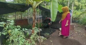 Babinsa Krueng Raya Dampingi Petani Bibit Cabai Demi Dukung Swasembada Pangan