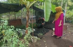 Babinsa Krueng Raya Dampingi Petani Bibit Cabai Demi Dukung Swasembada Pangan