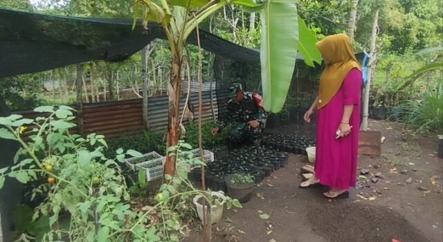 Babinsa Krueng Raya Dampingi Petani Bibit Cabai Demi Dukung Swasembada Pangan