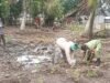 Semangatkan Petani, Babinsa Paya Bantu Penanaman Bibit Nilam di Pantai Jaya