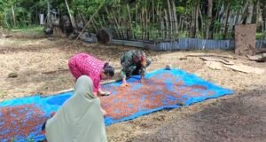 TNI Selalu Dekat dengan Rakyat, Babinsa Paya Seunara Bantu Petani Cengkeh