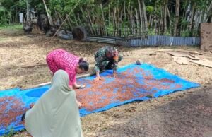TNI Selalu Dekat dengan Rakyat, Babinsa Paya Seunara Bantu Petani Cengkeh