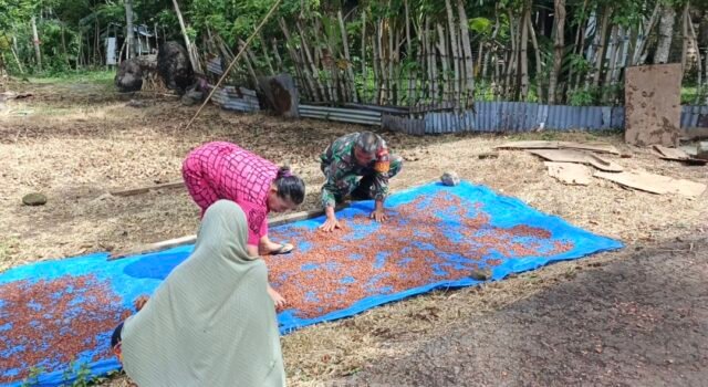 TNI Selalu Dekat dengan Rakyat, Babinsa Paya Seunara Bantu Petani Cengkeh