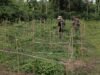 Dukung Ketahanan Pangan, Babinsa Aneuk Laot Dampingi Petani Panen Cabai Rawit