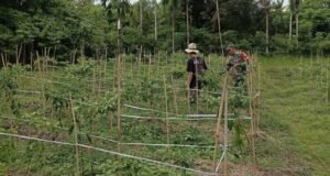 Dukung Ketahanan Pangan, Babinsa Aneuk Laot Dampingi Petani Panen Cabai Rawit