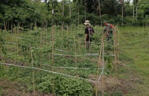 Dukung Ketahanan Pangan, Babinsa Aneuk Laot Dampingi Petani Panen Cabai Rawit