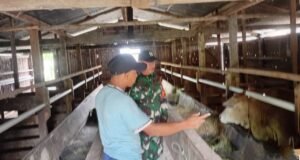 Sinergi TNI-Peternak: Babinsa Sukakarya Kawal Kualitas Ternak Sapi di Gampong Batee Shoek