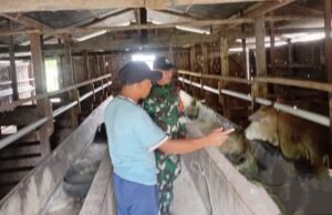 Sinergi TNI-Peternak: Babinsa Sukakarya Kawal Kualitas Ternak Sapi di Gampong Batee Shoek