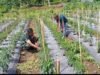 Babinsa Cot Ba’U Dampingi Petani Cabai Merah, Perkuat Ketahanan Pangan dan Ekonomi Warga