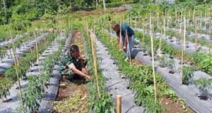 Babinsa Cot Ba’U Dampingi Petani Cabai Merah, Perkuat Ketahanan Pangan dan Ekonomi Warga