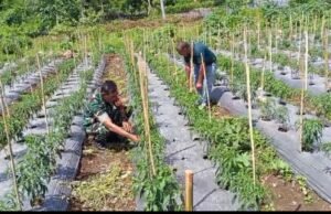 Babinsa Cot Ba’U Dampingi Petani Cabai Merah, Perkuat Ketahanan Pangan dan Ekonomi Warga