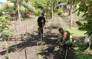 Kebersamaan Babinsa Kuta Barat dan Perkuat Ketahanan Pangan Daerah