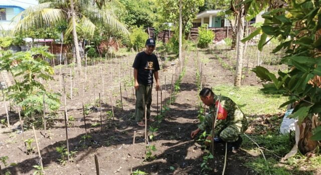 Kebersamaan Babinsa Kuta Barat dan Perkuat Ketahanan Pangan Daerah