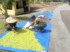 Dukung Kesejahteraan Warga, Babinsa Paya Dampingi Proses Pascapanen Cengkeh
