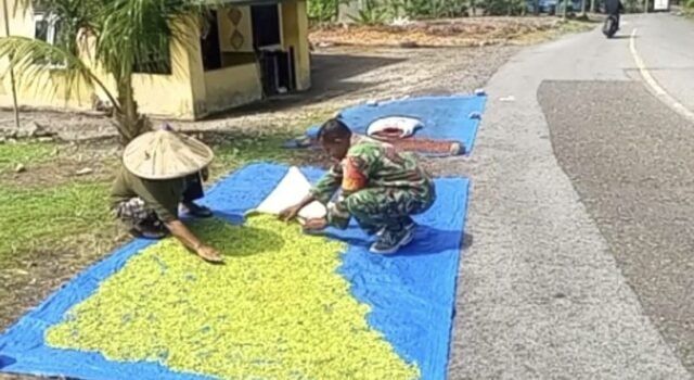 Dukung Kesejahteraan Warga, Babinsa Paya Dampingi Proses Pascapanen Cengkeh
