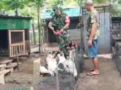 Dukung Ketahanan Pangan, Babinsa Krueng Raya Dampingi Peternak Unggas Tingkatkan Produksi