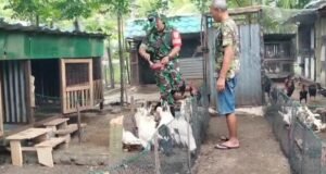 Dukung Ketahanan Pangan, Babinsa Krueng Raya Dampingi Peternak Unggas Tingkatkan Produksi