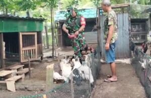 Dukung Ketahanan Pangan, Babinsa Krueng Raya Dampingi Peternak Unggas Tingkatkan Produksi