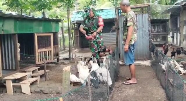Dukung Ketahanan Pangan, Babinsa Krueng Raya Dampingi Peternak Unggas Tingkatkan Produksi