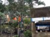 Babinsa Keuneukai Bersama BPBD Sigap Bantu Warga Terdampak Pohon Tumbang