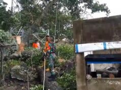 Babinsa Keuneukai Bersama BPBD Sigap Bantu Warga Terdampak Pohon Tumbang