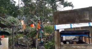 Babinsa Keuneukai Bersama BPBD Sigap Bantu Warga Terdampak Pohon Tumbang