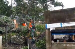 Babinsa Keuneukai Bersama BPBD Sigap Bantu Warga Terdampak Pohon Tumbang