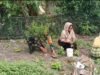 Babinsa Jaboi Dampingi Petani Bersihkan Gulma, Dukung Peningkatan Produksi Cabai Berkualitas