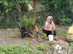 Babinsa Jaboi Dampingi Petani Bersihkan Gulma, Dukung Peningkatan Produksi Cabai Berkualitas