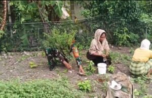 Babinsa Jaboi Dampingi Petani Bersihkan Gulma, Dukung Peningkatan Produksi Cabai Berkualitas