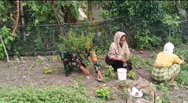 Babinsa Jaboi Dampingi Petani Bersihkan Gulma, Dukung Peningkatan Produksi Cabai Berkualitas