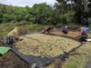 Babinsa Iboih Dampingi Warga Jemur Cengkeh, Dorong Semangat Petani Tingkatkan Perekonomian