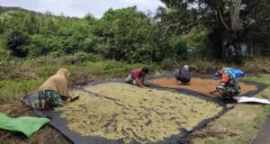 Babinsa Iboih Dampingi Warga Jemur Cengkeh, Dorong Semangat Petani Tingkatkan Perekonomian