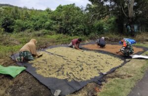 Babinsa Iboih Dampingi Warga Jemur Cengkeh, Dorong Semangat Petani Tingkatkan Perekonomian